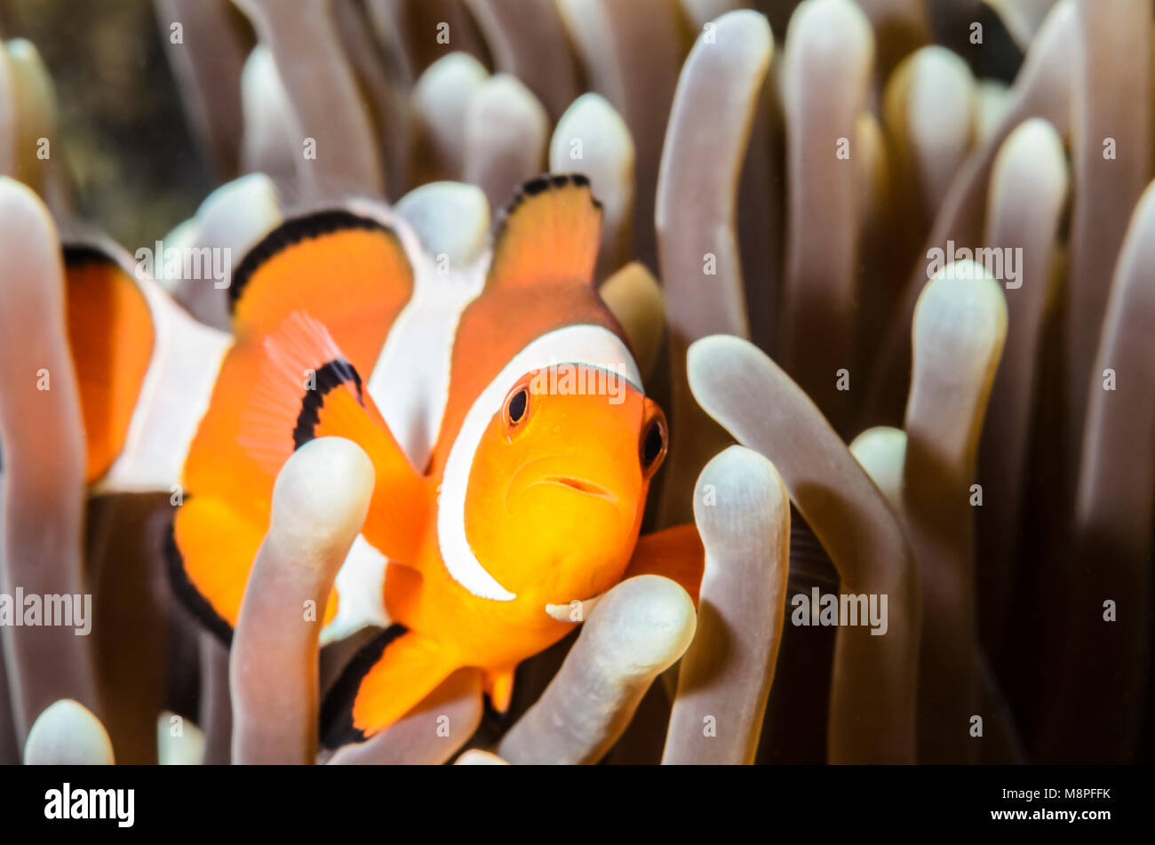 False clown anemonefish, Amphprion ocellaris, Anilao, Batangas, Philippines, Pacific Stock Photo
