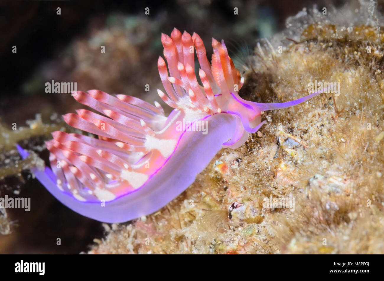 sea slug or nudibranch, Coryphellina flamma, Anilao, Batangas, Philippines, Pacific Stock Photo