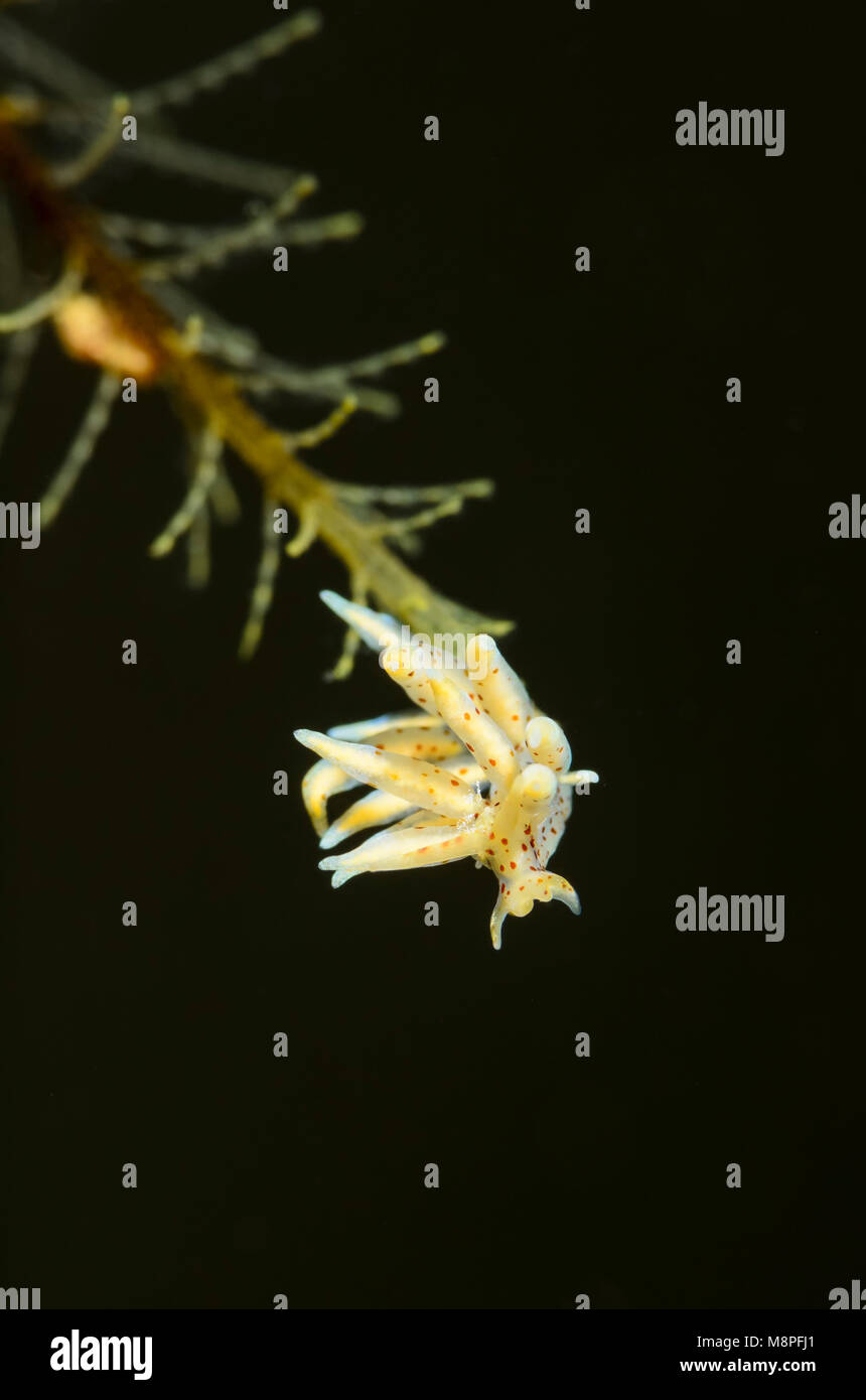 sea slug or nudibranch, Eubranchus sp., Anilao, Batangas, Philippines, Pacific Stock Photo