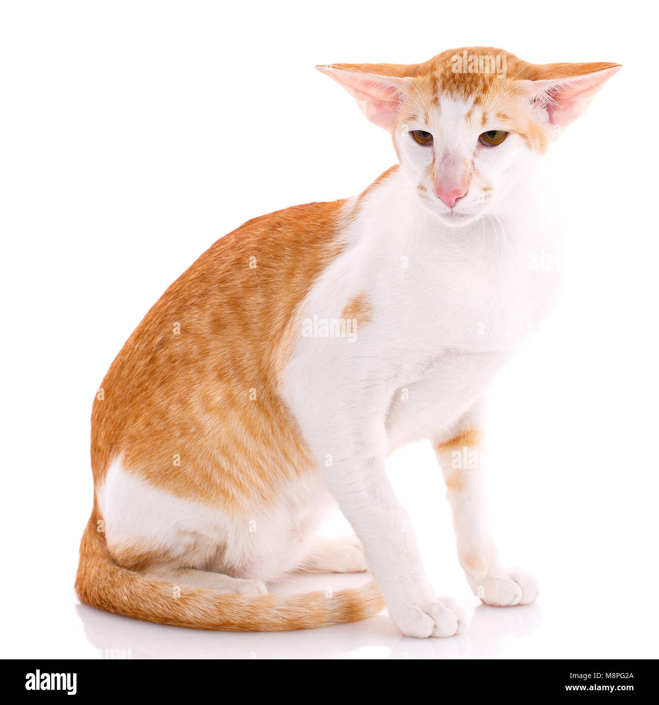 Oriental Shorthair Cat Sitting On White Background Stock Photo