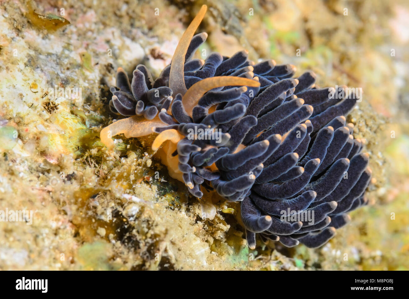 sea slug or nudibranch, Phestilla melanobrachia, Anilao, Batangas, Philippines, Pacific Stock Photo