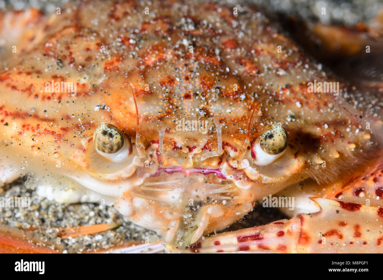 Swimming crab, Portunus sp., Anilao, Batangas, Philippines, Pacific Stock Photo