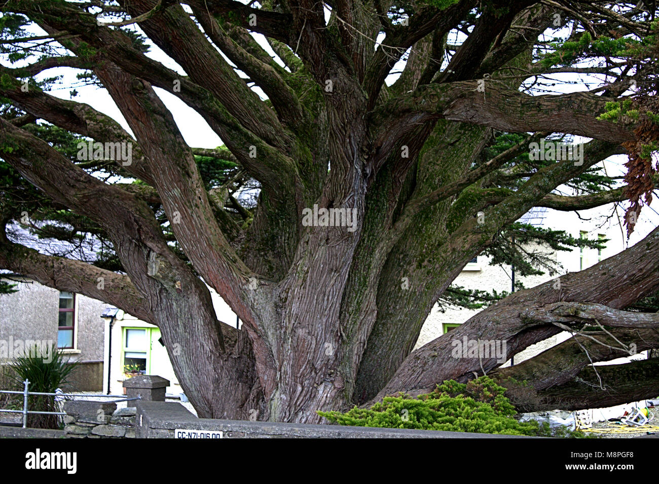 This massive Cupressus macrocarpa , Monterey Cyprus overhangs the road to Ballydehob, Ireland. Stock Photo
