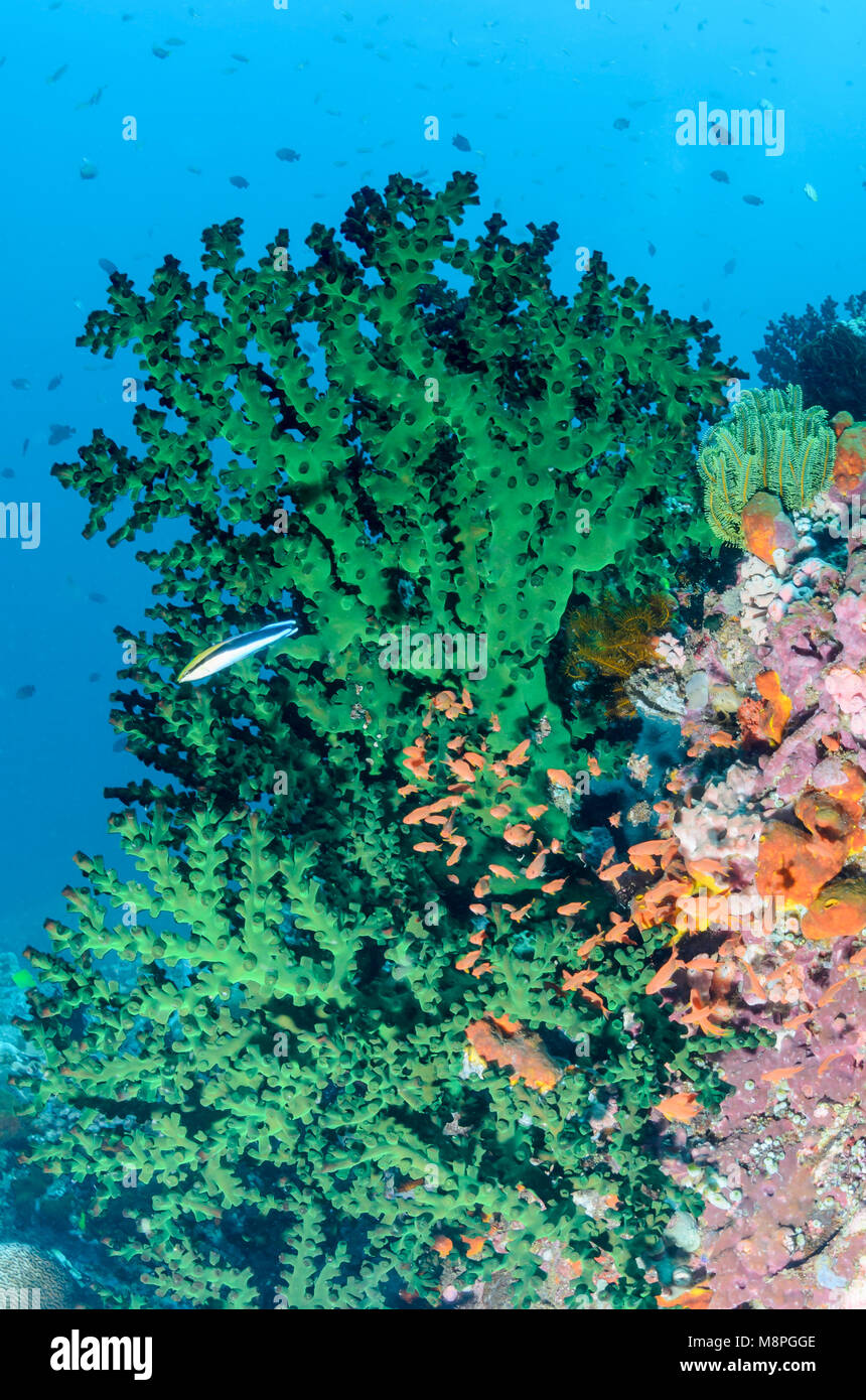 Black sun coral, Tubastraea micranthus, Anilao, Batangas, Philippines