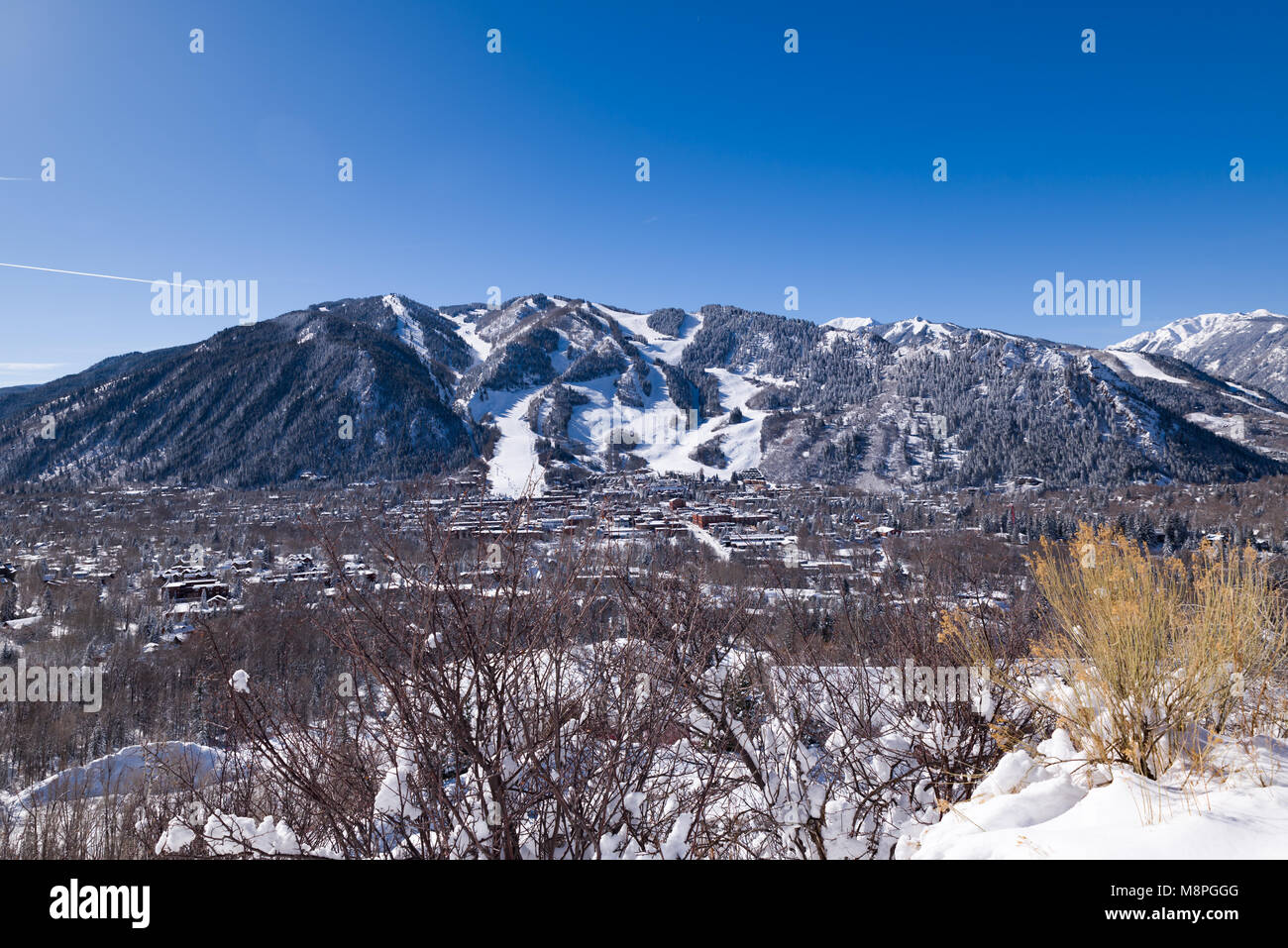 Aspen winter wonderland Stock Photo