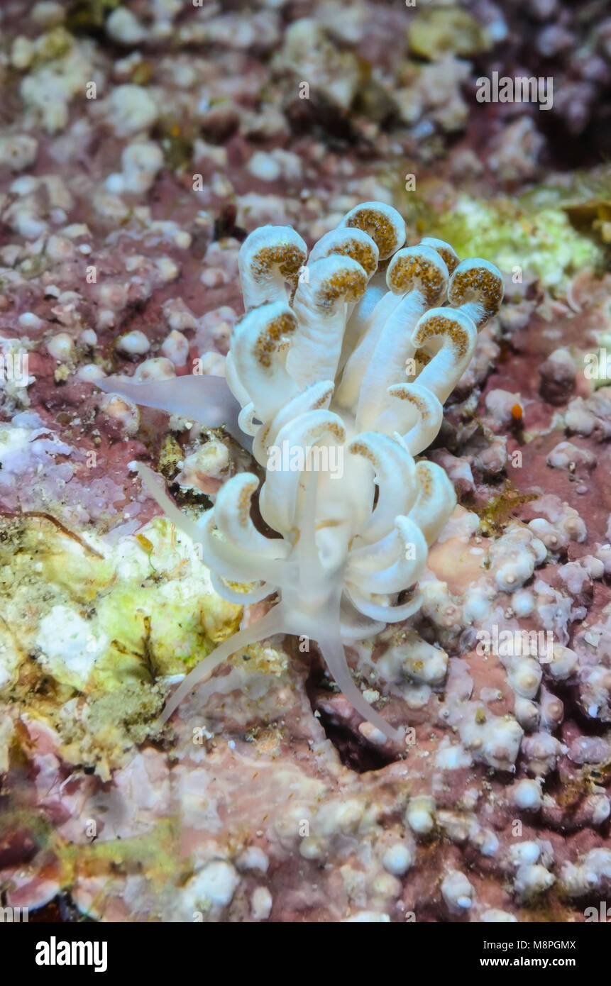 sea slug or nudibranch, Phyllodesmium jakobsenae, Anilao, Batangas, Philippines, Pacific Stock Photo