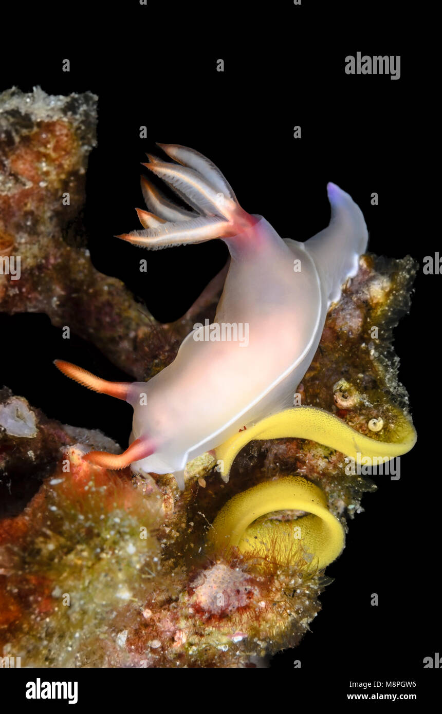 sea slug or nudibranch, Hypselodoris bullockii, with egg ribbon, Anilao, Batangas, Philippines, Pacific Stock Photo