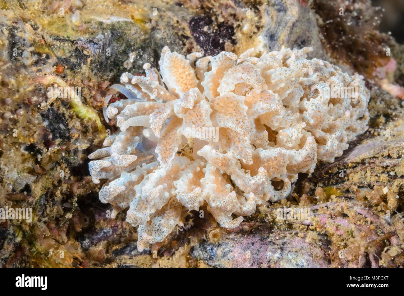 sea slug or nudibranch, Phyllodesmium crypticum, Anilao, Batangas, Philippines, Pacific Stock Photo
