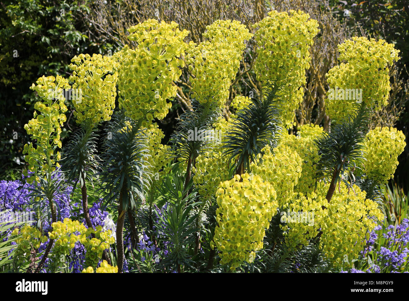 Yellow Mediterranean Spurge Stock Photo