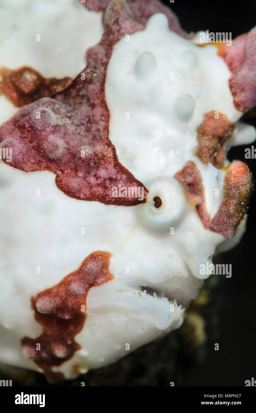 Warty frogfish, Antennarius maculatus, Anilao, Batangas, Philippines, Pacific Stock Photo