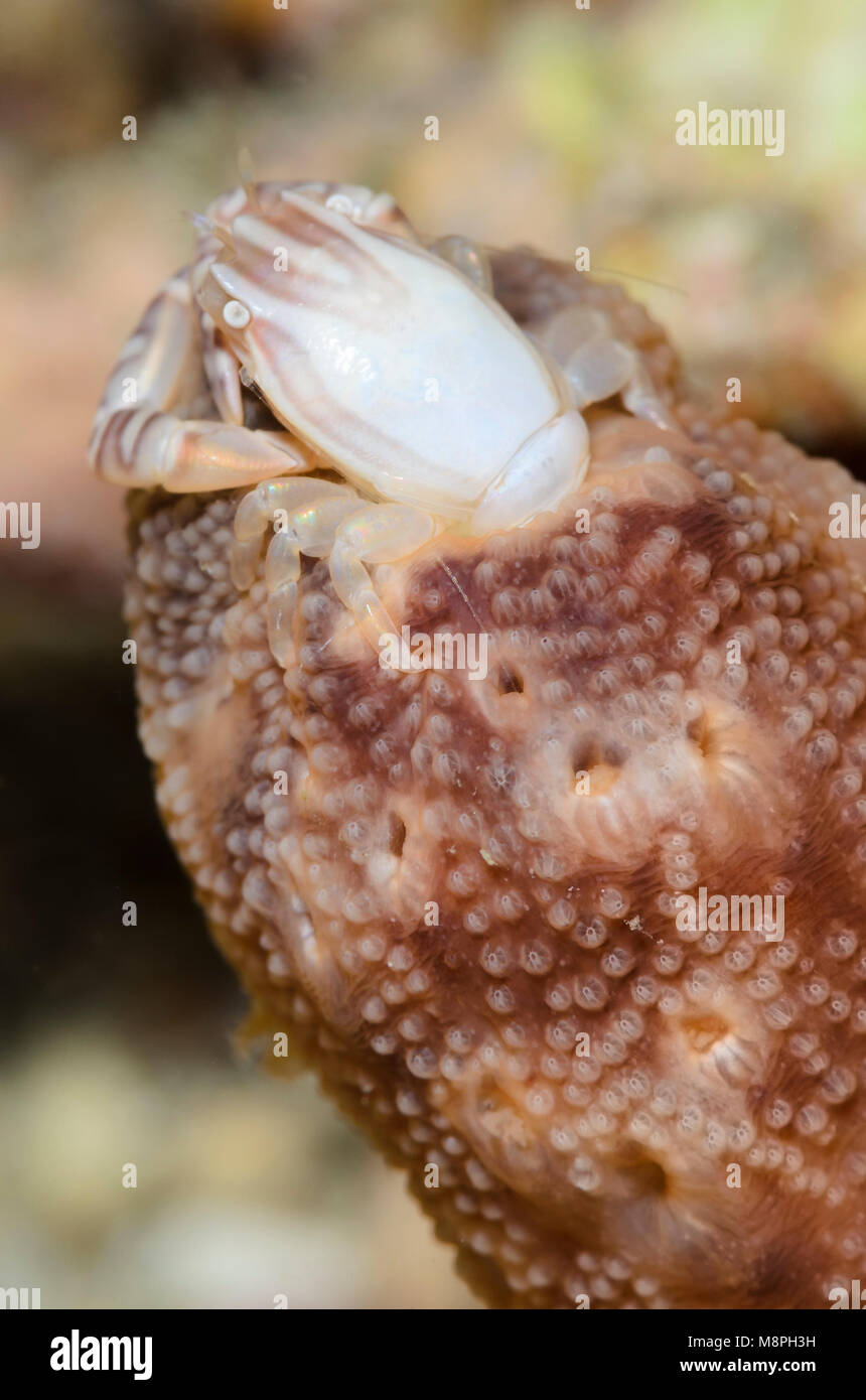 Four-lobed Porcelain crab, Lissoporcellana quadrilobata, Anilao, Batangas, Philippines, Pacific Stock Photo