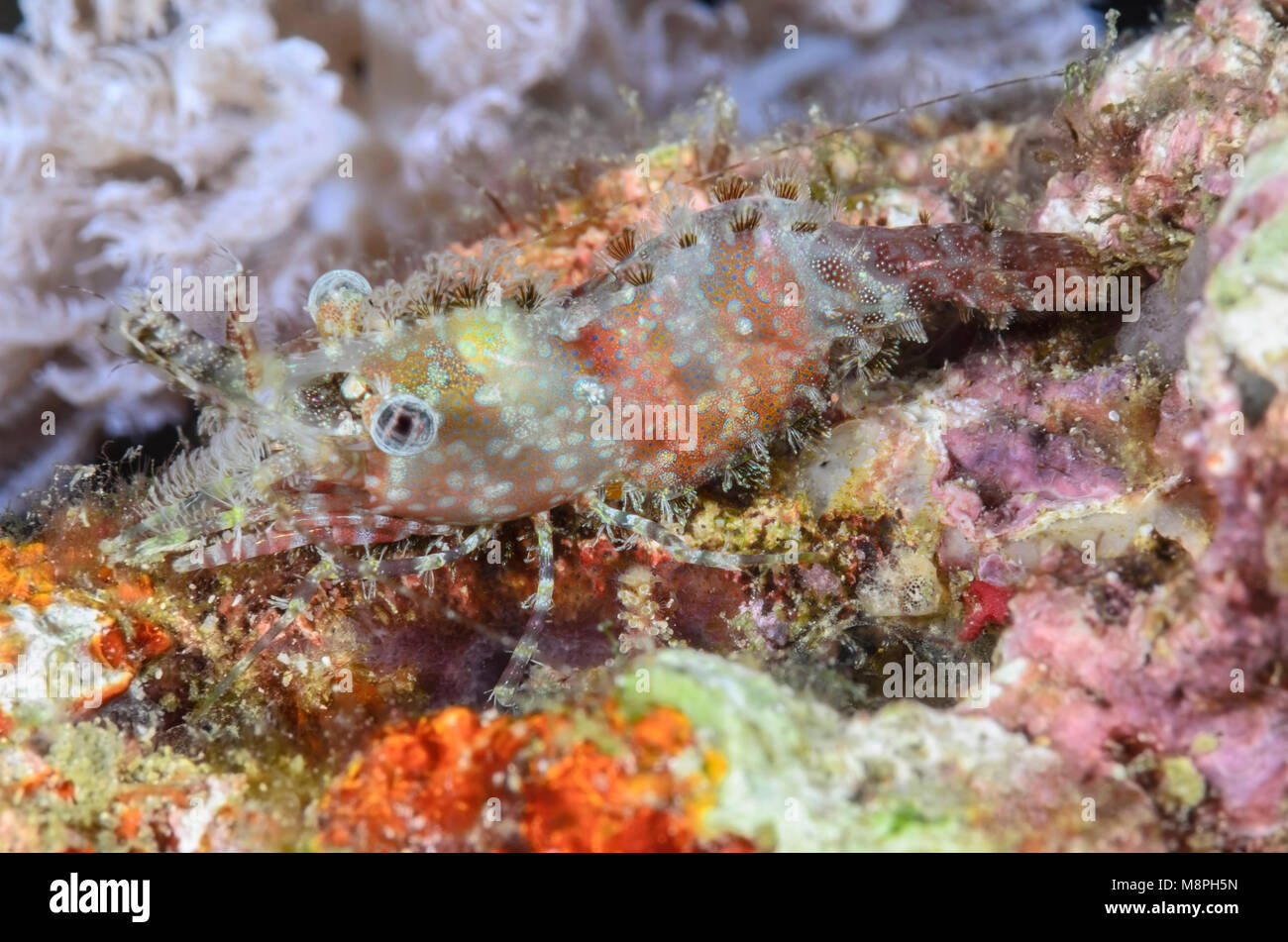 Common marbled shrimp, Saron marmoratus, Anilao, Batangas, Philippines, Pacific Stock Photo