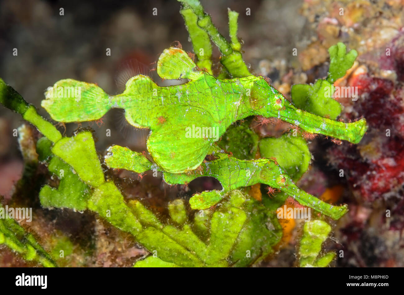 Halimeda ghost pipefish, Solenostomus halimeda, mimics the macroalga Halimeda,  Anilao, Batangas, Philippines, Pacific Stock Photo