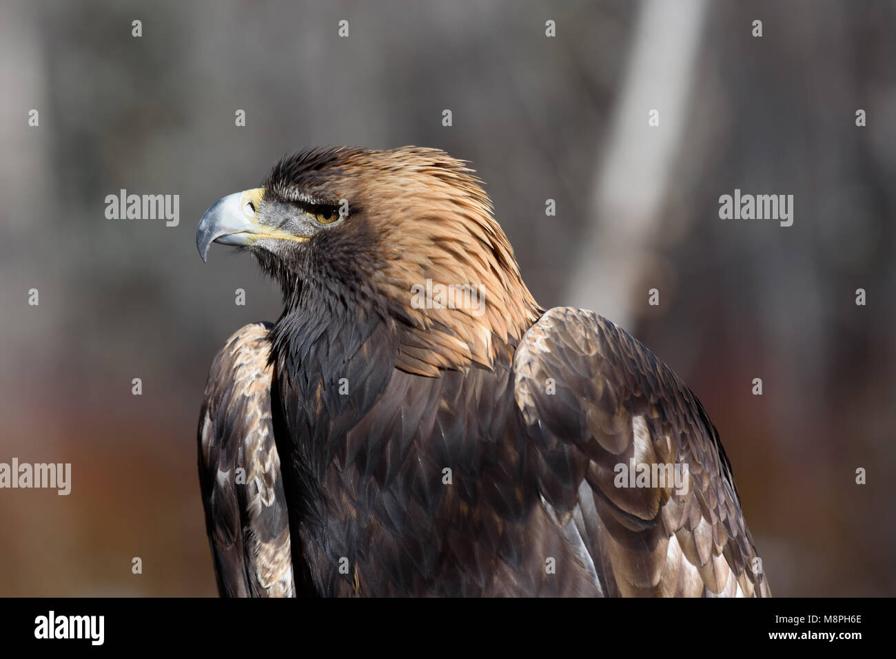 Golden Eagle portrait (Aquila chrysaetos) Stock Photo
