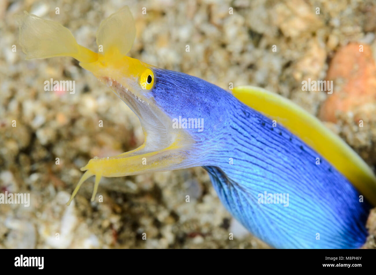 Blue ribbon eel, Rhinomuraena quaesita, Anilao, Batangas, Philippines, Pacific Stock Photo