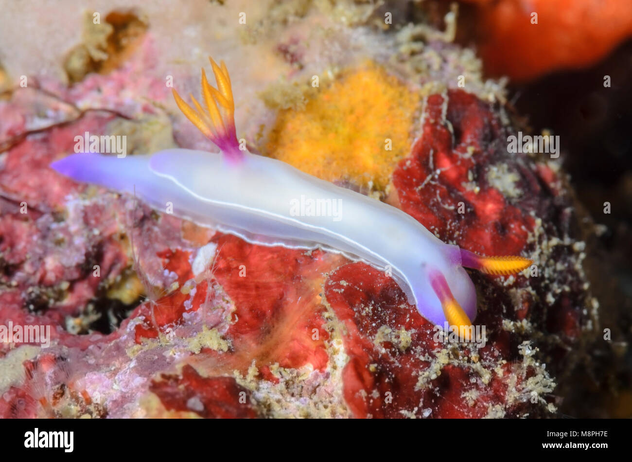sea slug or nudibranch, Hypselodoris bullockii, Anilao, Batangas, Philippines, Pacific Stock Photo