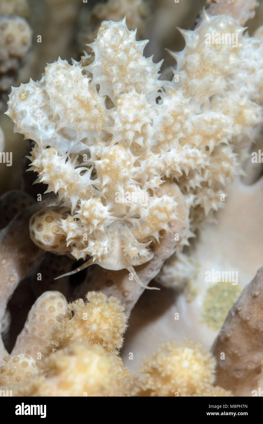 sea slug or nudibranch, Phyllodesmium koehleri, Anilao, Batangas, Philippines, Pacific Stock Photo