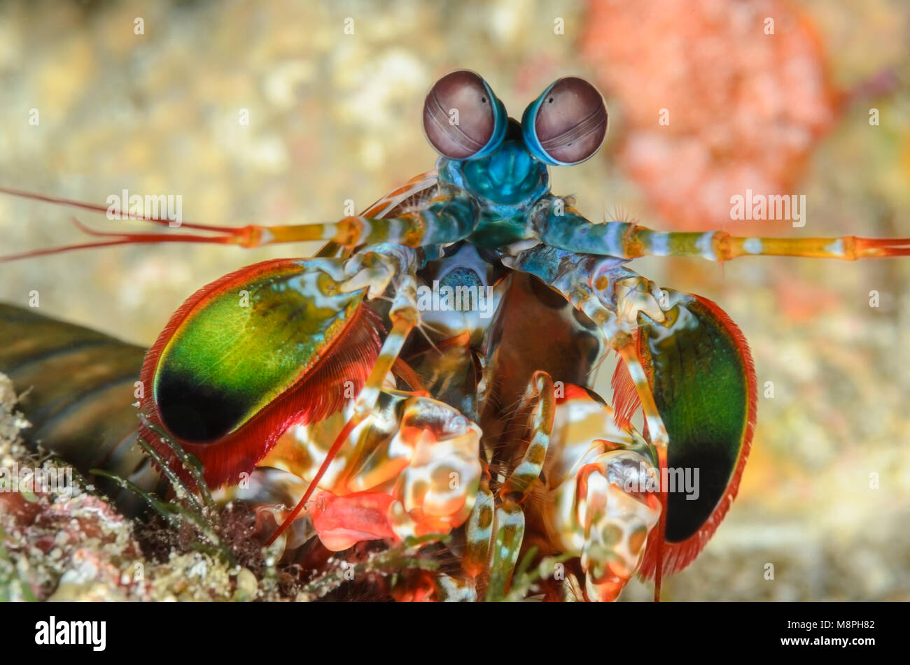 Peacock mantis shrimp, Odontodactylus scyllarus, Anilao, Batangas, Philippines, Pacific Stock Photo