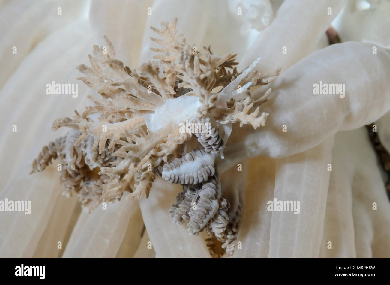 sea slug or nudibranch, Phyllodesmium pinnatum, Anilao, Batangas, Philippines, Pacific Stock Photo