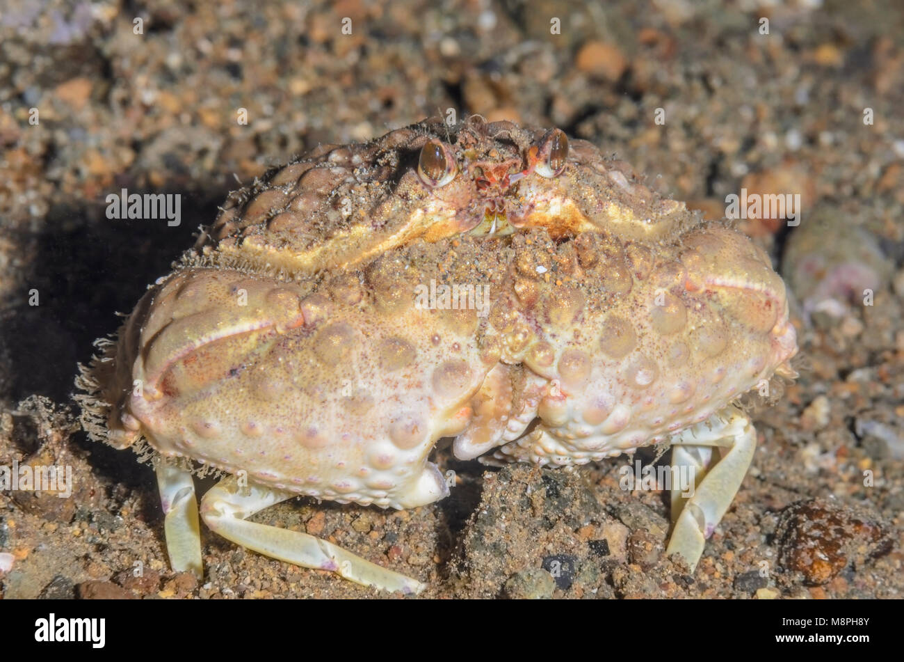 Box crab, Calappa torulosa, Anilao, Batangas, Philippines, Pacific Stock Photo