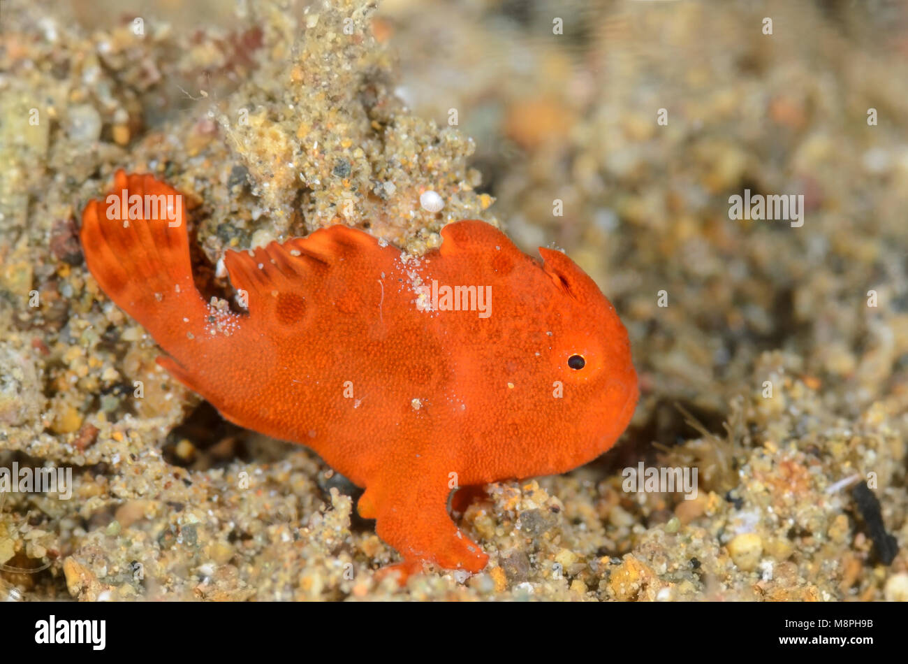 juvenile Painted frogfish, Antennarius pictus, Anilao, Batangas, Philippines, Pacific Stock Photo