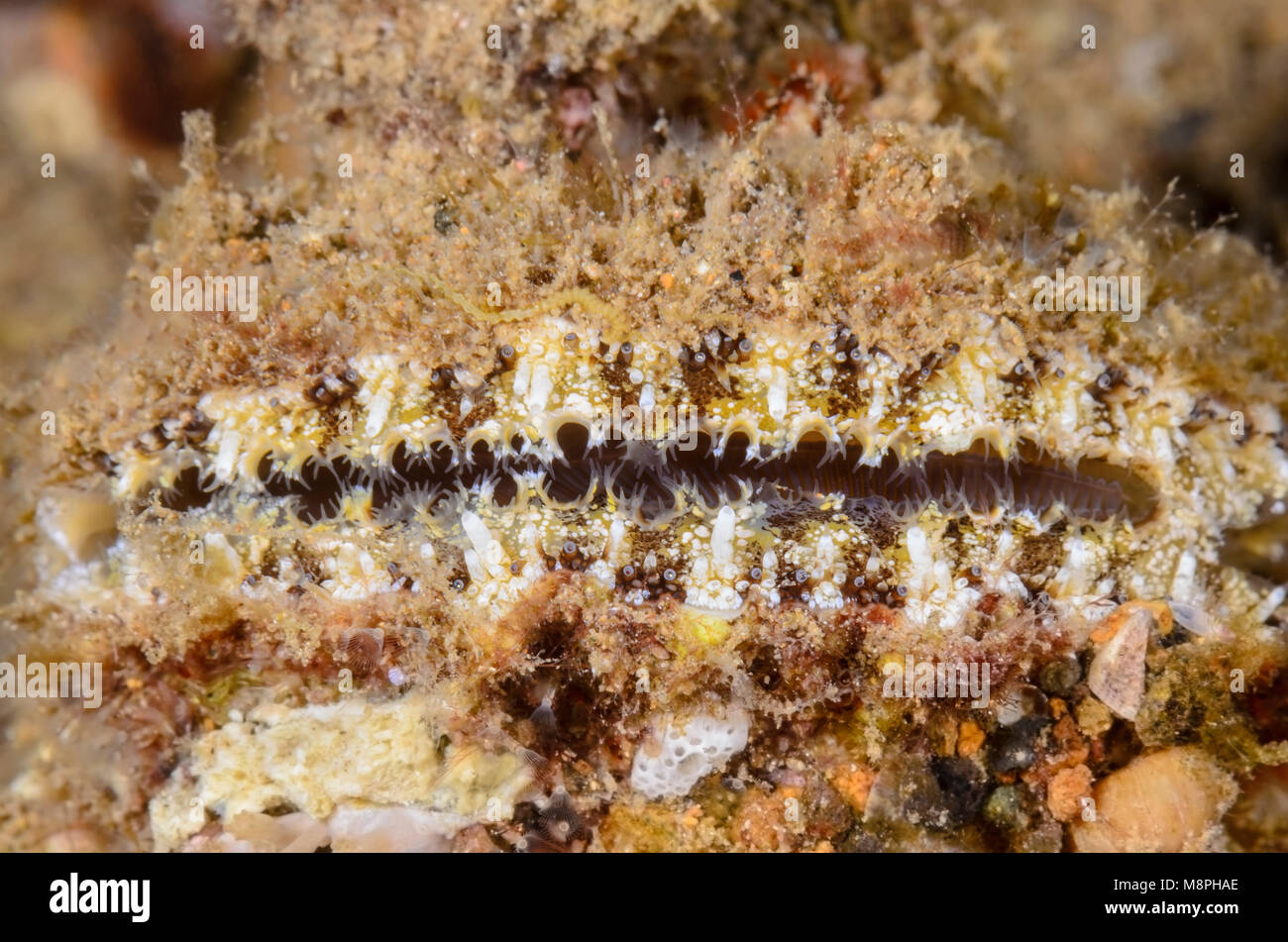 Fingerprint oyster, Alectryonella plicatula, Anilao, Batangas, Philippines, Pacific Stock Photo