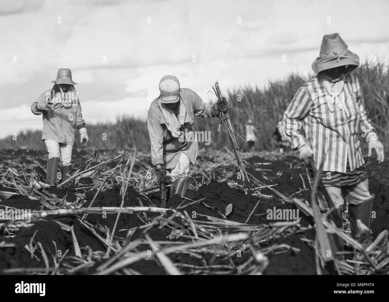 Field workers plant sugar cane in Brazil. The cane is used to sweeten soft drinks. Stock Photo