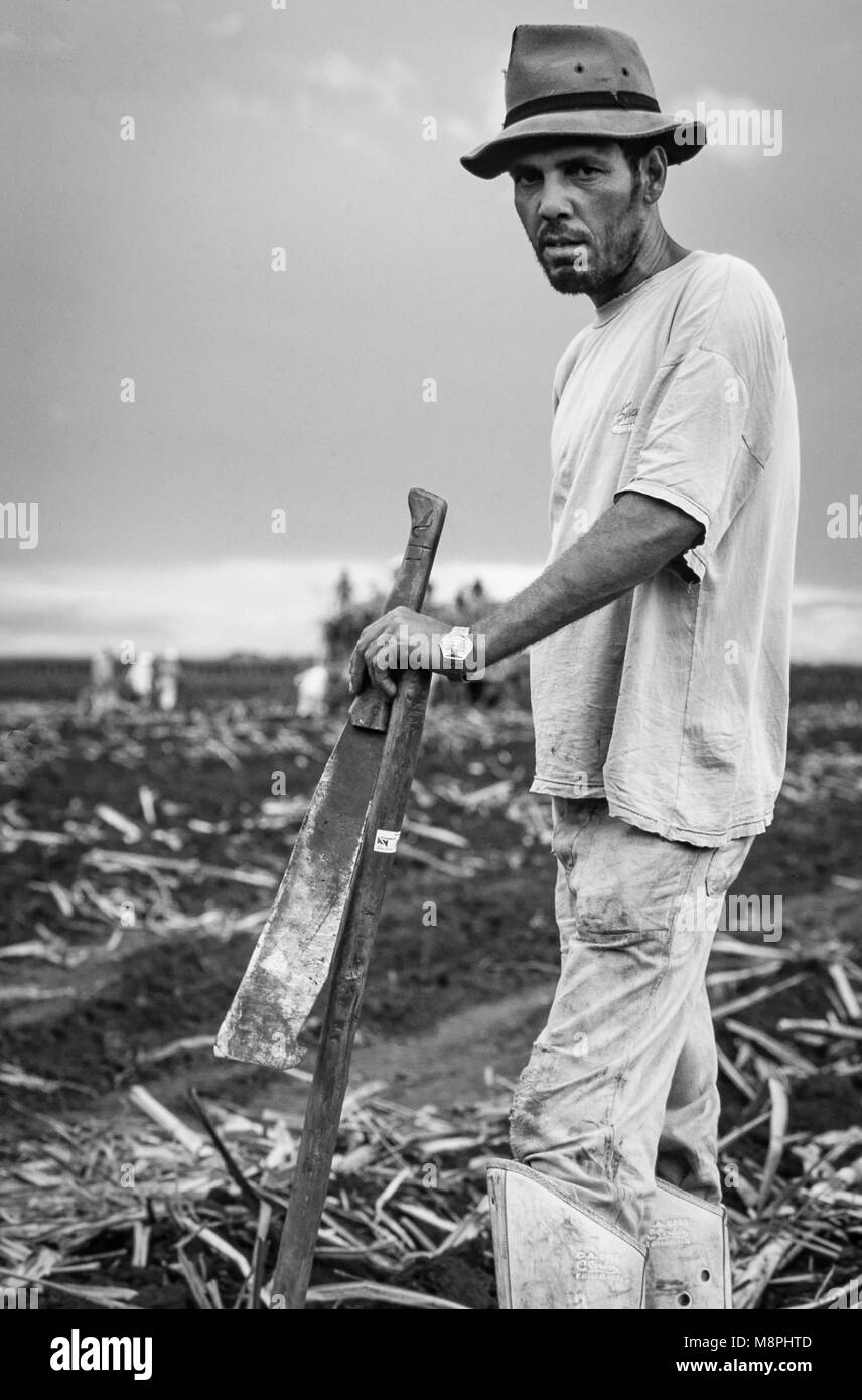 Field workers plant sugar cane in Brazil. The cane is used to sweeten soft drinks. Stock Photo