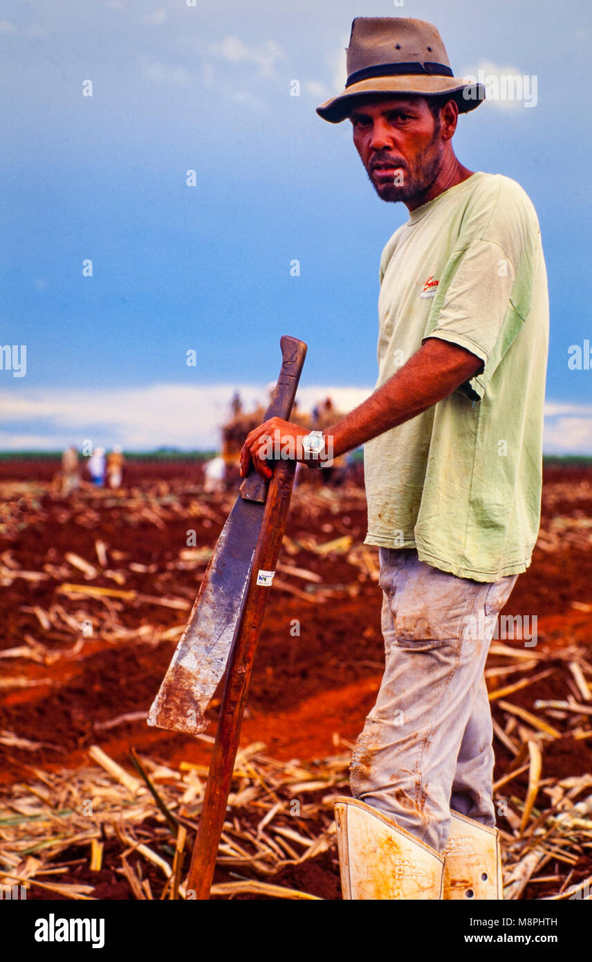 Field workers plant sugar cane in Brazil. The cane is used to sweeten soft drinks. Stock Photo