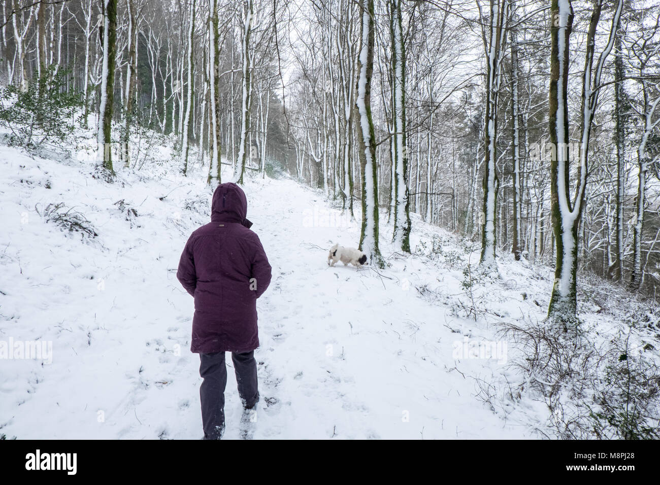 Dog,walker,walking,through,snow,covered,coast,coastal,path,in,woods,woodland,above,Furnace,hamlet,Ceredigion,Wales,Mid,Wales,Welsh,scenery,winter,UK, Stock Photo