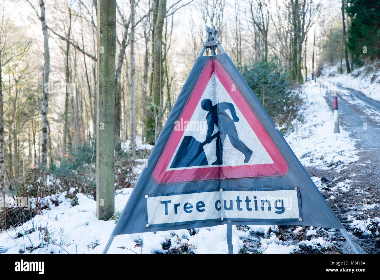 Tree cutting,sign,warning,notice,signage,in,forest,woods,while workers,remove,fallen,tree,near,Furnace,hamlet,Ceredigion,Mid,Wales,UK,U.K.,Europe, Stock Photo