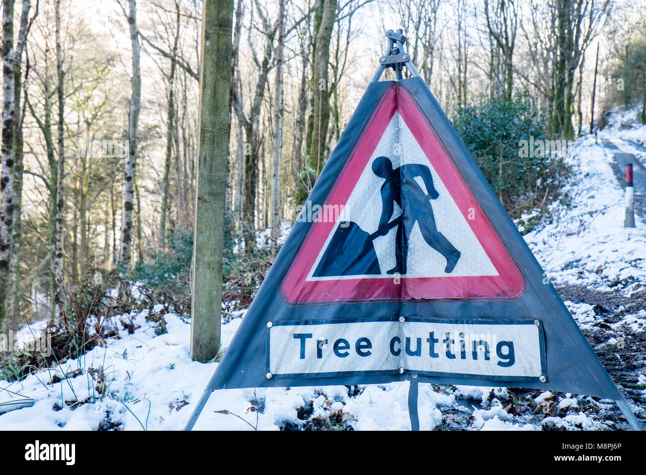 Tree cutting,sign,warning,notice,signage,in,forest,woods,while workers,remove,fallen,tree,near,Furnace,hamlet,Ceredigion,Mid,Wales,UK,U.K.,Europe, Stock Photo