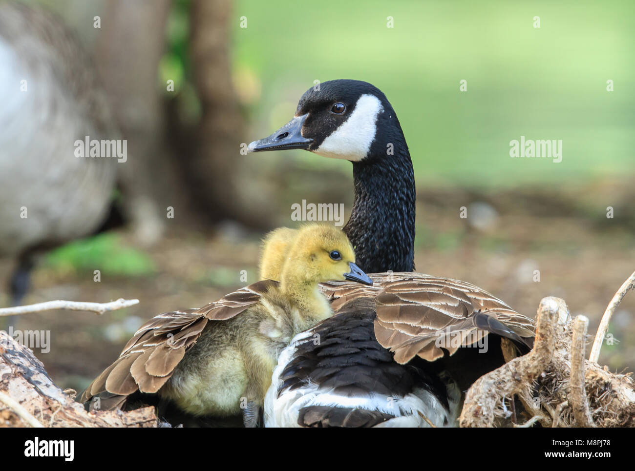 Brooding photo hi-res stock photography and images - Alamy