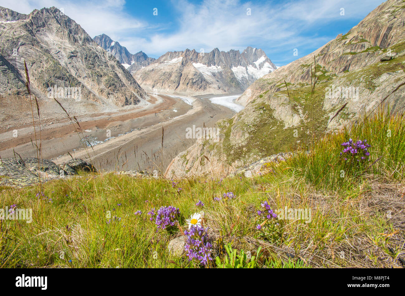 Amazing views of Grimsel glacier, valley and glacier tongue, surrounded by mountain walls. Colorful flowers, summer hiking in Swtizerland. Stock Photo