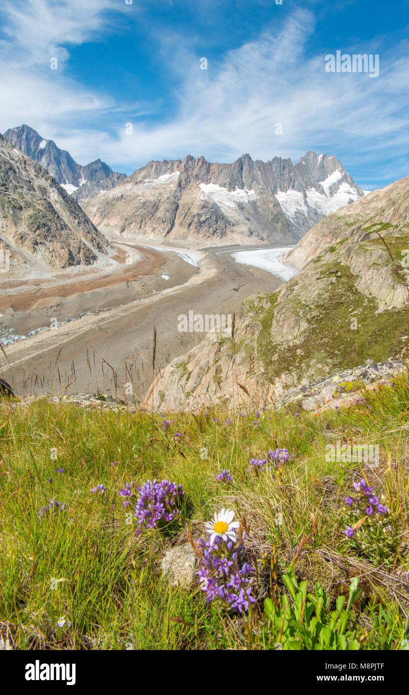 Amazing views of Grimsel glacier, valley and glacier tongue, surrounded by mountain walls. Colorful flowers, summer hiking in Swtizerland. Stock Photo