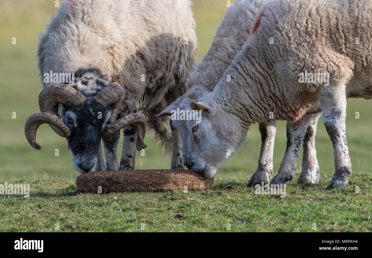 Dunsop Bridge, Lancashire. 19th Mar, 2018.  As upland lambing starts, rams take supplementary feed in the form of a cereal and molasses block at Dunsop Bridge, Lancashire, England, United Kingdom. They will have the summer to regain condition until works starts again in the autumn serving the ewes in the flock. Credit: John Eveson/Alamy Live News Stock Photo