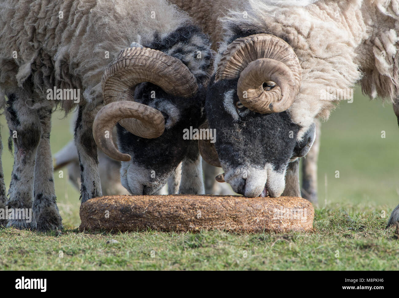Dunsop Bridge, Lancashire. 19th Mar, 2018.  As upland lambing starts, horned rams take supplementary feed in the form of a cereal and molasses block at Dunsop Bridge, Lancashire, England, United Kingdom. They will have the summer to regain condition until works starts again in the autumn serving the ewes in the flock. Credit: John Eveson/Alamy Live News Stock Photo