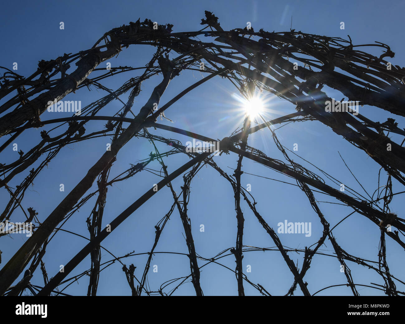 19 March 2018, Germany, Schlepzig: The 'Weidendom', designed by Swiss architect M. Kalberer in 2004, is 11m tall and 22m wide and made of willow shoots that were formed into the shape of a dome. Photo: Patrick Pleul/dpa-Zentralbild/ZB Stock Photo