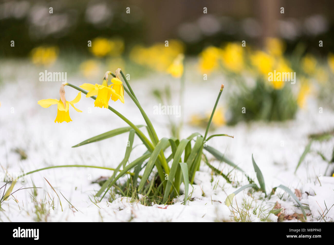Milton Keynes, UK. 19th March 2018. Daffodils surrounded by snow as