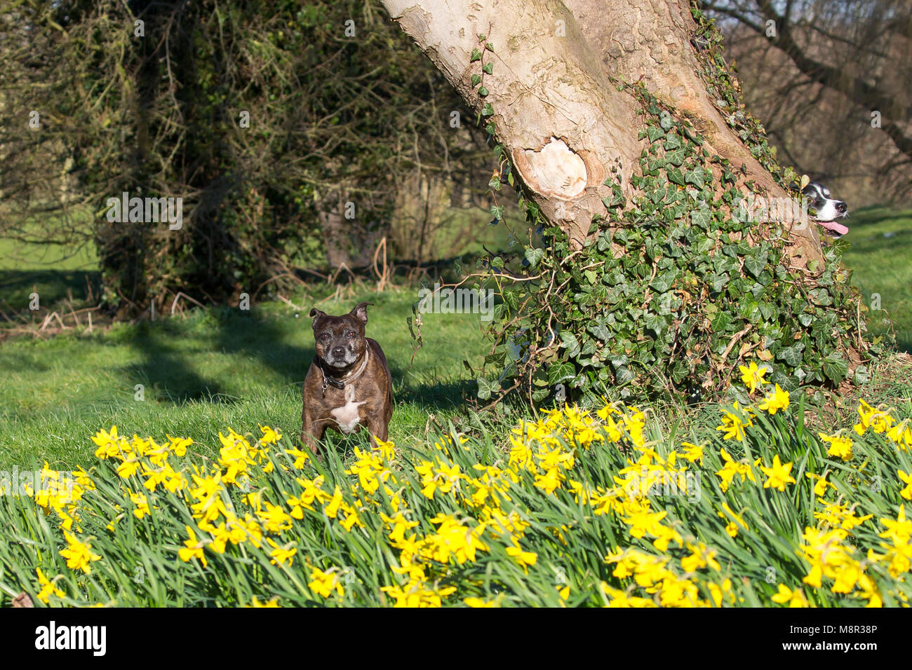 Kidderminster, UK. 20th March, 2018. UK weather: glorious sunshine marks the start of spring in Worcestershire. The bright sunshine has brought out these colourful yellow daffodils and the local wildlife has come out to play too. It looks like hide-and-seek this morning, as these two dogs chase each other around the daffodil-filled local park. Credit: Lee Hudson/Alamy Live News Stock Photo