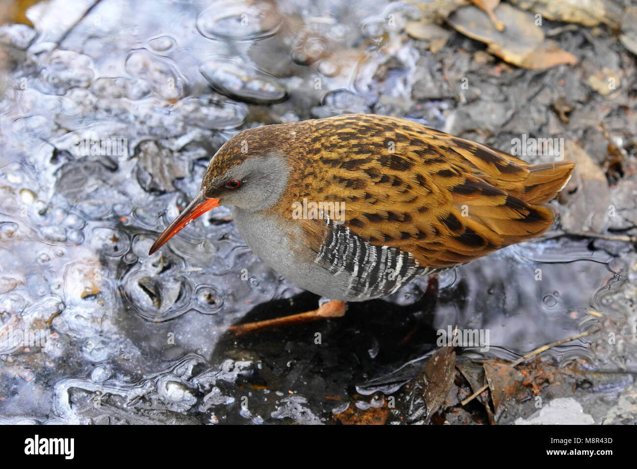 Rastafarian Bird Rasta Bird Hi Res Stock Photography And Images