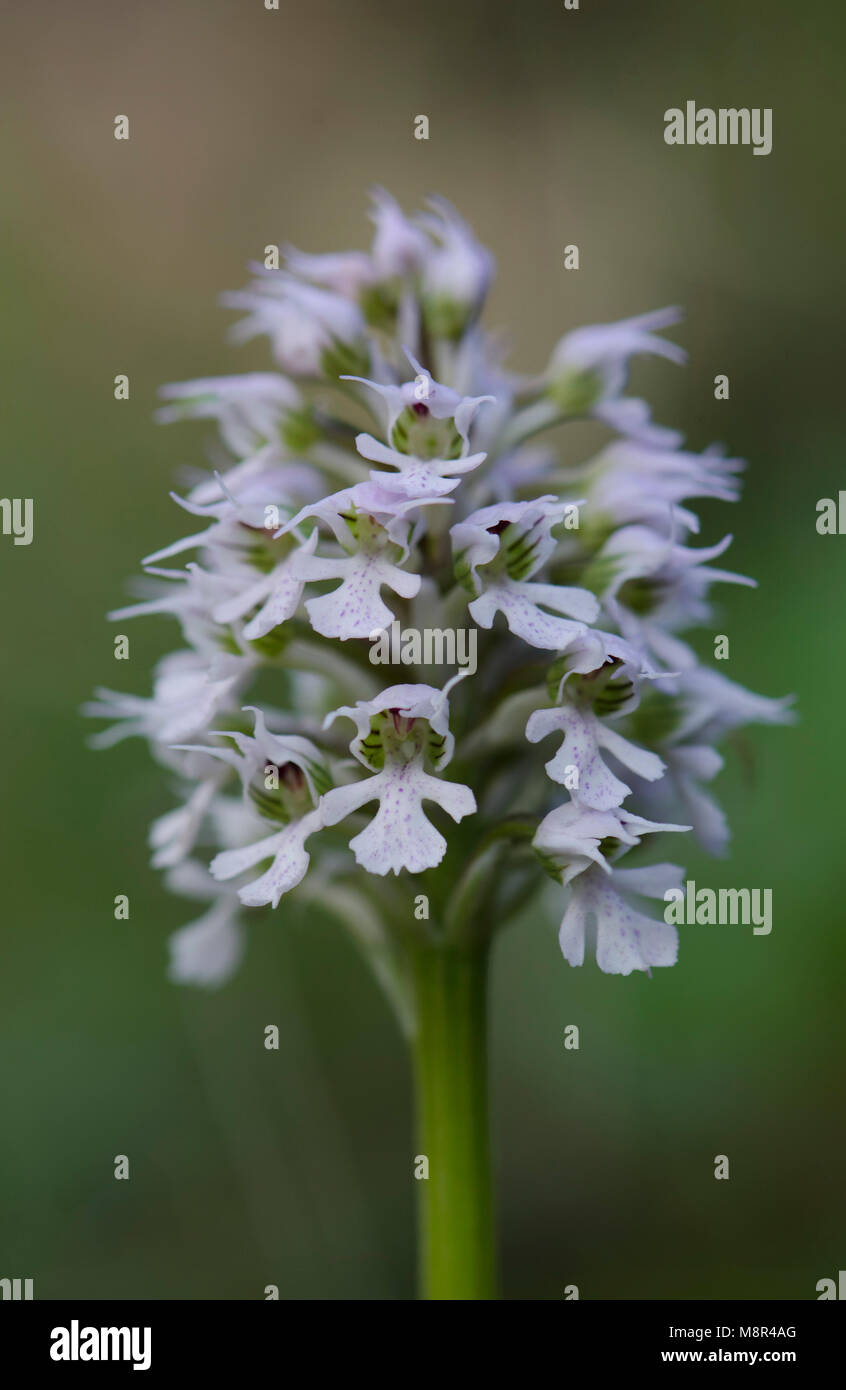 Orchis tridentata hires stock photography and images Alamy