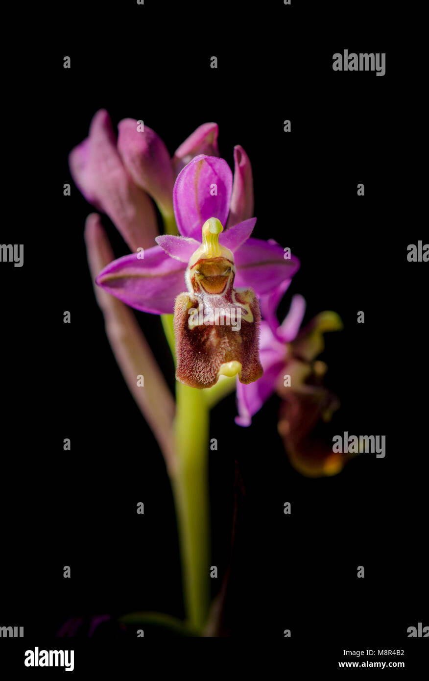 Hybrid Ophrys x peltieri,  Ophrys tenthredinifera x Ophrys Scolopax, Andalusia, Spain. Stock Photo