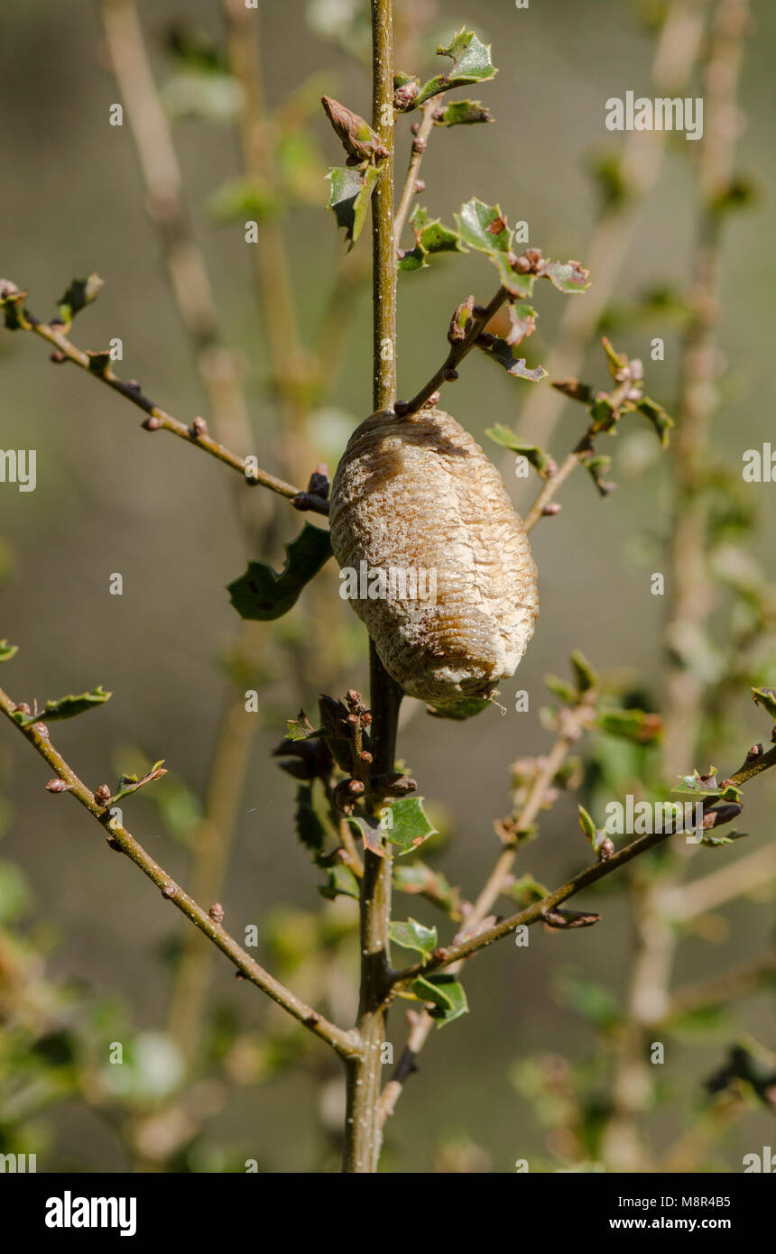 Praying Mantis, Cocoon attached to branch. Spain. Stock Photo