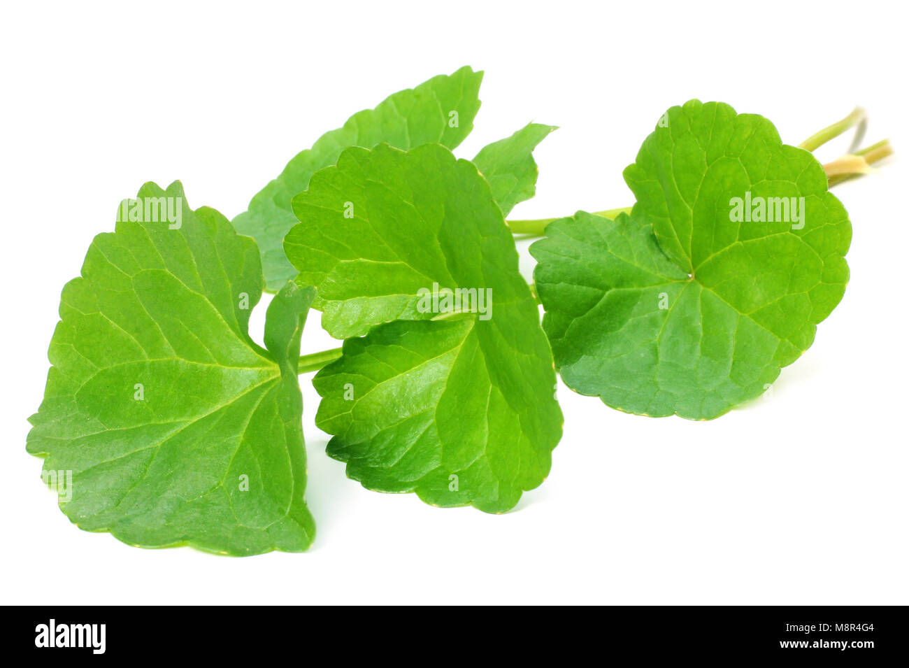 Medicinal Thankuni leaves on white background Stock Photo