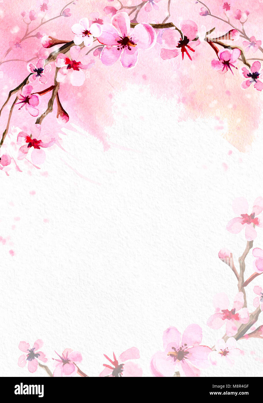 Cherry blossom on pink watercolor background Stock Photo - Alamy