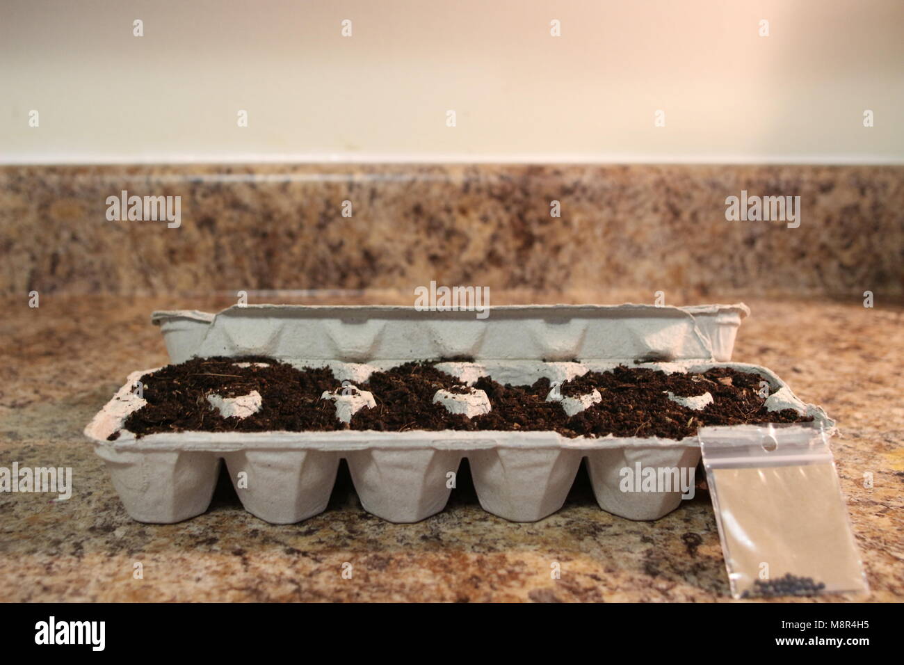 Seeds planted in egg cartons. this is an environmentally friendly way