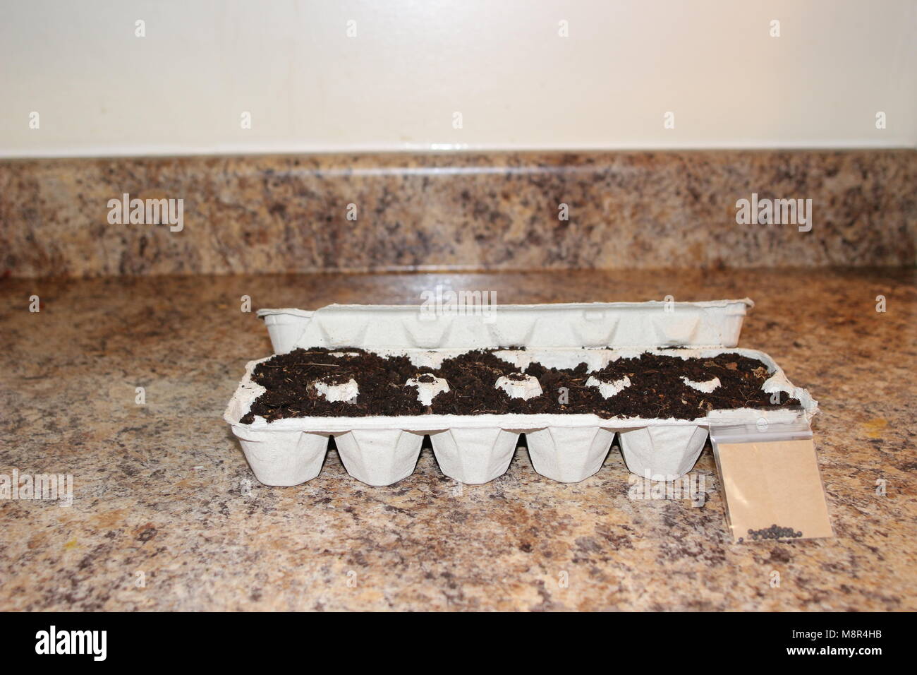 Seeds planted in egg cartons. this is an environmentally friendly way