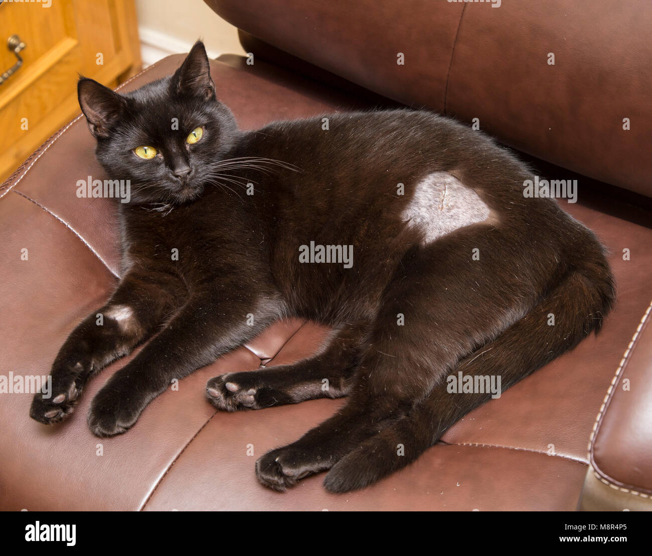 Young female black cat with shaved hind quarters and scar following neutering operation. Stock Photo