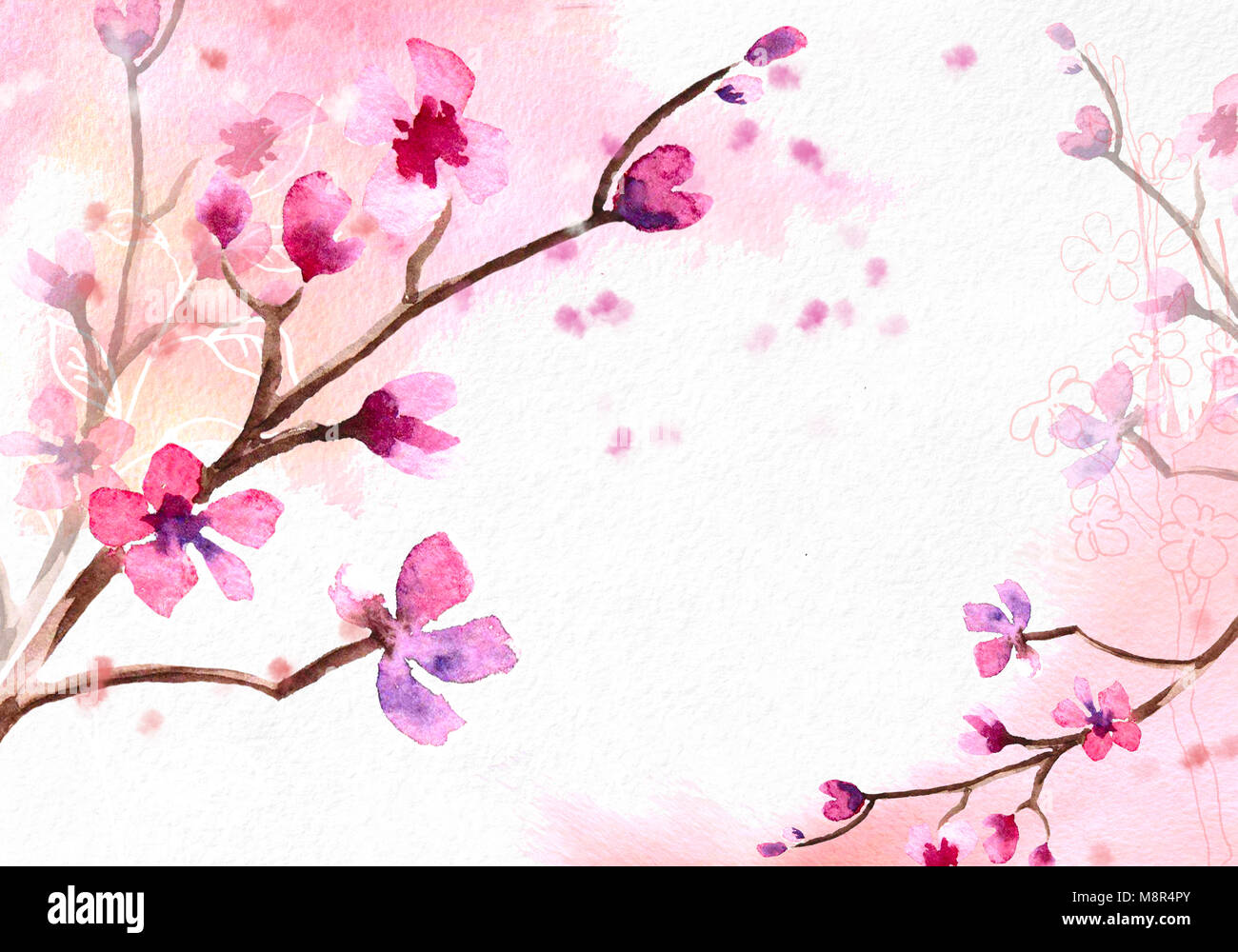 Cherry blossom on pink watercolor background Stock Photo - Alamy